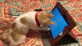 Котенок играет с милый котенок видео