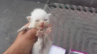 Персидский котенок сами пунш
