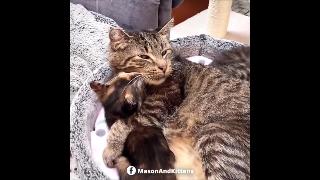 Спасательная дедушка кошка получает новых приемных котят чтобы обниматься с