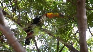 Красивые птицы из бразилии и амазонки тукан попугай курь попугай