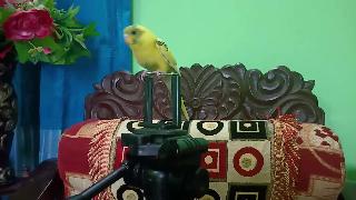 Милая желтая птица чтобы попытаться поговорить машалла посмотри как прекрасна птица