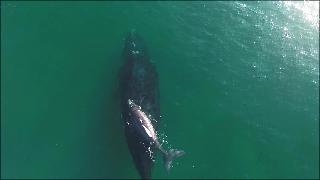 Мать и детеныш кита советуются