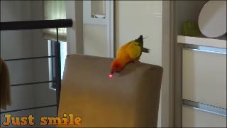 Смешные попугаи смешные попугаи видео