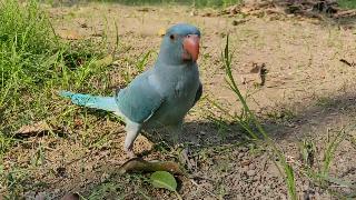 Голубой попугай на зеленой траве
