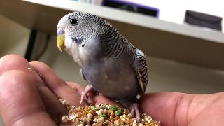Кормление рук моего волнистого попугая попугая
