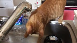 Кот пьет воду на кухне есть дополнительные видео спящих лиц