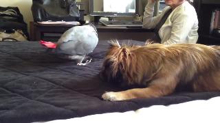 Мой африканский серый джордж играет с моей собакой попугай видео дня