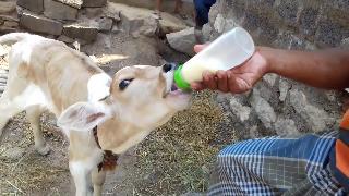 Коровка пьет молоко с пика пика