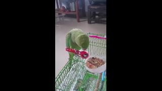 Изощренный попугай использует ложку для еды