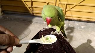 Митху ест полезный и сладкий рис питается попугаями