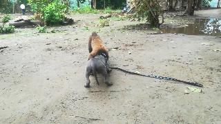 Собака против обезьяны в эквадорских джунглях