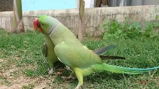 Попугай индийский попугай попугай индийский
