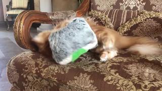 Смешная кошка дразнит немецкого дога своей игрушкой