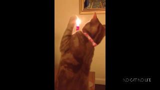 Любопытные кошки против свечи компиляция