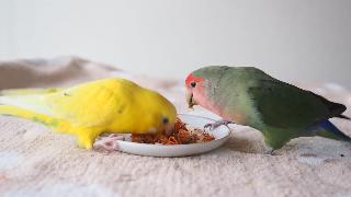 Попугай ест салат из моркови с зеленью