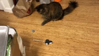 Кошки встречают самоходную мышь 