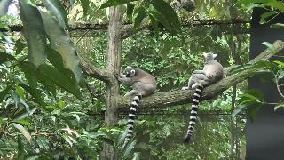 Тропический лес с обезьянами летучими мышами игуана попугай лемуры зоопарк Сингапура