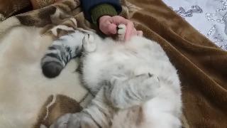 Самая милая кошка в мире шотландская вислоухая хлоя видео про котов