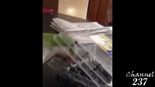 Умный и злой попугай ест чернику