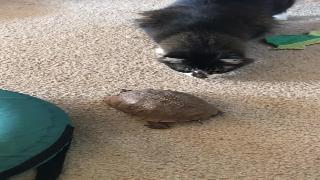 Черепаха пугает кота и бассета