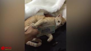Смешные кошки любят и защищают деньги видео подборка