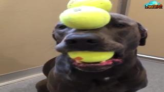 Собака балансирует теннисный мяч на голове