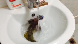 Любимый попугай сам купается в ванне катается в воде смеется надо мной