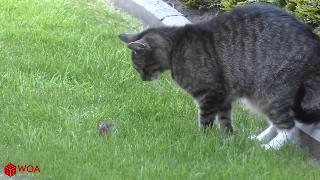Смешные кошки против мыши том и джерри реал лайф видео подборка