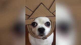 Собака носит картонную корону
