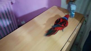 Красный попугай хочет покататься на мотоцикле