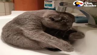 Кошка любит принимать душ в раковине додо
