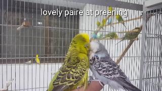 Повседневные привычки волнистого попугайчика
