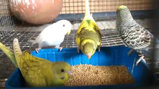 Волнистые попугайчики едят тинай лисохвост просо