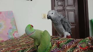Индийский приветствуйте африканский серый попугай