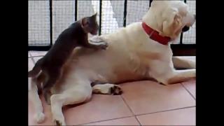 Видео смешных собак