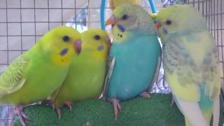 Волнистых попугаевволнистых попугаев