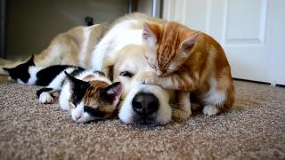 Собака и котята дружная семья