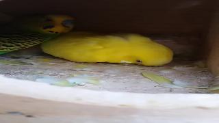 Попугаи волнистые потяните яйца по одному