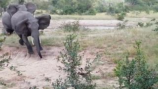 Слон против дикой собаки погоня началась
