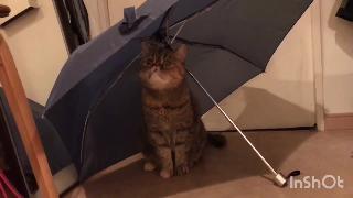 Кот ударяет по зонтику