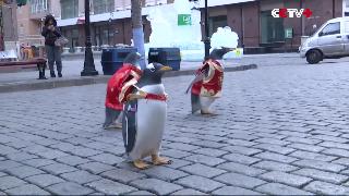 Семья пингвинов отправляет на северовосток китая лучшие пожелания весеннего фестиваля