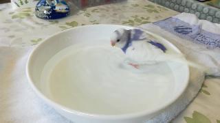 Молоко волнистое попугайное первое купание