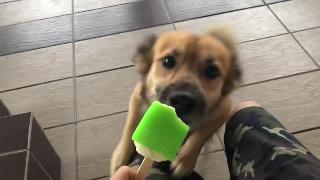Собака лижет мороженое