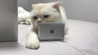 У этой кошки есть мининоутбук
