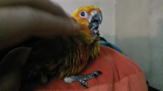 Милый прирученный попугай