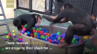 Отставшие шимпанзе наслаждаются игрой в импровизированной яме