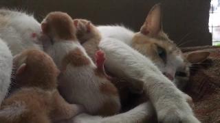 Новорожденные котята домашние животные и животные любители животных любитель кошек новорожденные животные