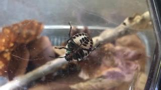 Наблюдение за личинками жукавонь акасуджикина с вентральной стороны