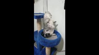 Видео с подборкой кошек от