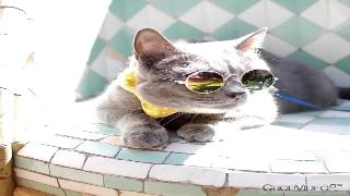 Наружные любимые очки кошка